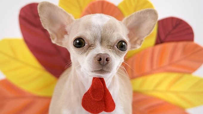 Hund als Thanksgiving-Truthahn verkleidet