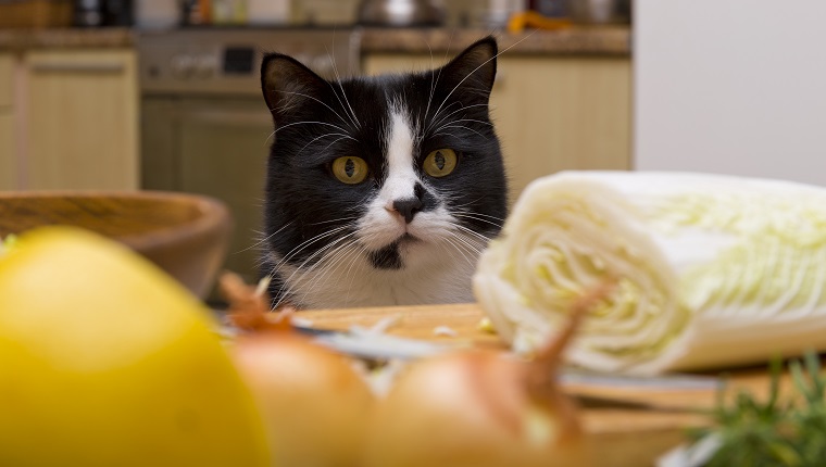 Katze, die den Tisch mit Lebensmittel in der Küche betrachtet