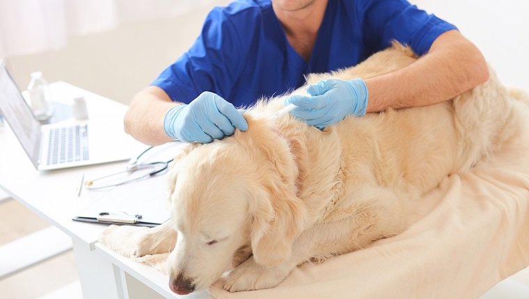Erfahrener männlicher Tierarzt spritzt das Tier ein. Er sitzt und beruhigt den Hund. Der Mensch ist ernst