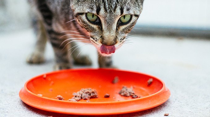 Katze, die von der Platte isst