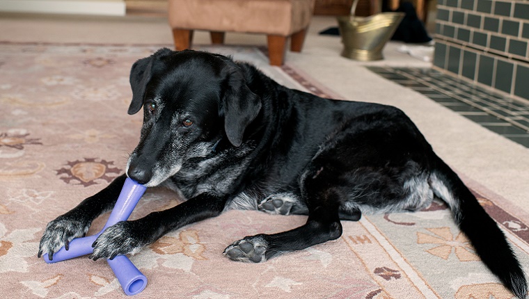 Ein älterer, schwarzer Hund spielt mit einem Puzzlespielspielzeug auf einem Teppich.