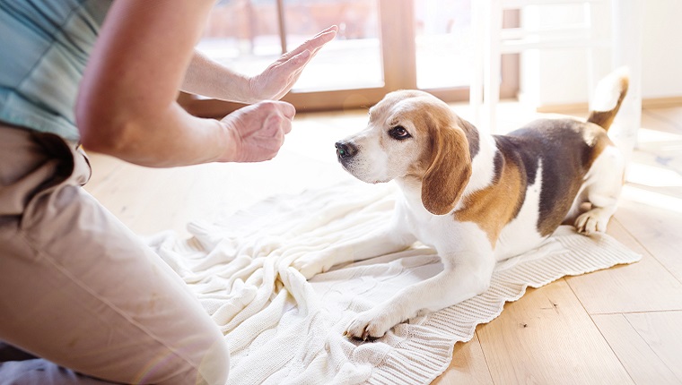 Ein älterer Beagle wartet, während sein Besitzer einen Leckerbissen in der Hand hält und einen macht 