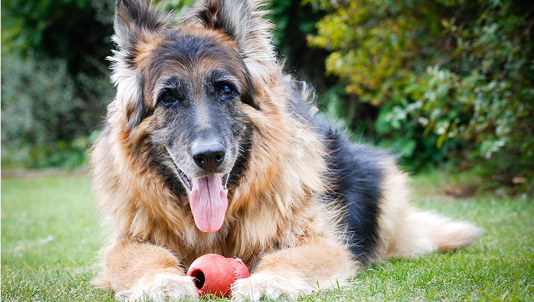 Ein alter deutscher Schäferhund liegt mit einem Kong-Spielzeug zwischen den Vorderbeinen im Gras.