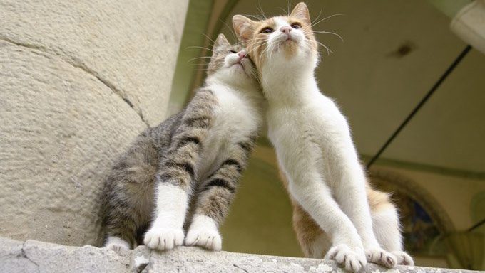 Katzen, die sich kuscheln