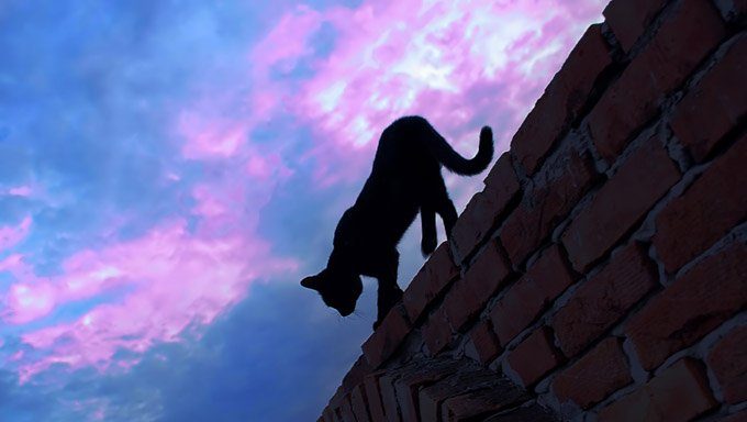 Katze, die draußen auf Wand geht