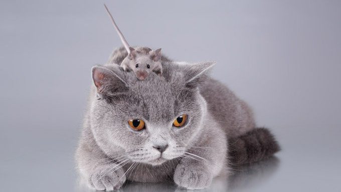 Katze mit der Maus auf den Kopf