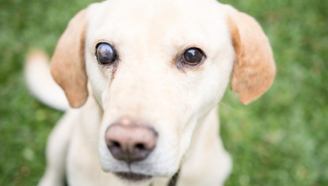 So erkennen Sie, ob Ihr Hund erblindet Haustiere Welt