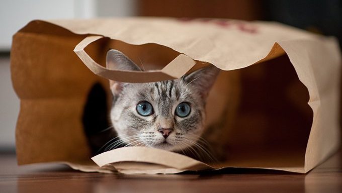 Katze versteckt sich in Papiertüte