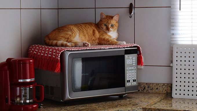 Katze liegend auf Toaster