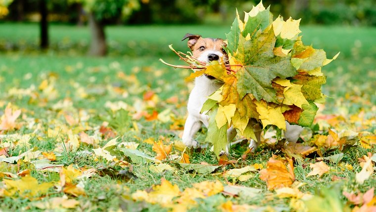 Hund, der mit herbstlichem Blumenstrauß läuft