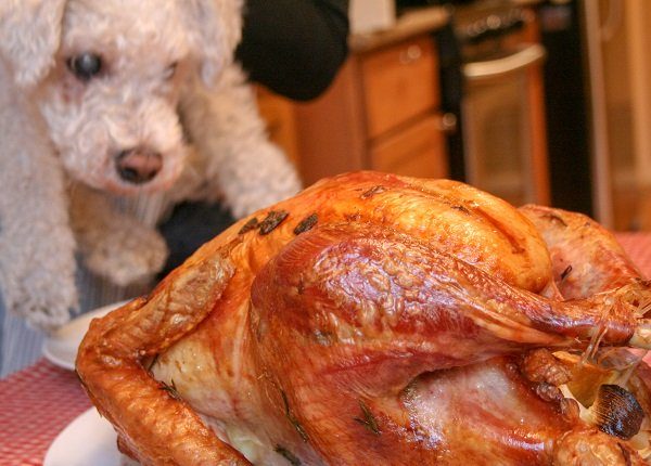 Close-up photograph of a white Bichon Frise dog sniffing roasted turkey on a plate, November 27, 2014.