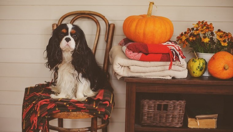 unbekümmerter Spanielhund Königs Charles, der auf Stuhl im hölzernen Landhaus mit Saisonherbst decoarations, Kürbisen und gestrickten Decken sitzt