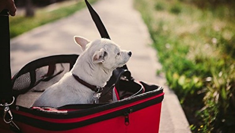 Essential-Holiday-Travel-Artikel-Hunde-1 "width =" 680 "height =" 385 "srcset =" https://cdn1-www.dogtime.com/assets/uploads/2016/11/essential-holiday-travel -items-dogs-1.jpg 760w, https://cdn1-www.dogtime.com/assets/uploads/2016/11/essential-holiday-travel-items-dogs-1-150x85.jpg 150w, https: / /cdn1-www.dogtime.com/assets/uploads/2016/11/essential-holiday-travel-items-dogs-1-300x170.jpg 300w, https://cdn1-www.dogtime.com/assets/uploads/ 2016/11 / essential-holiday-travel-items-dogs-1-460x260.jpg 460w, https://cdn1-www.dogtime.com/assets/uploads/2016/11/essential-holiday-travel-items-dogs -1-600x339.jpg 600w, https://cdn1-www.dogtime.com/assets/uploads/2016/11/essential-holiday-travel-items-dogs-1-720x407.jpg 720w "sizes =" (max -Breite: 680px) 100vw, 680px "/> (Bildnachweis: Amazon)

<p>Ein Gepäckträger ist eine großartige Möglichkeit, um Ihrem Hund zu helfen, sich sicher und bequem zu fühlen, insbesondere während einer langen Reise. Es kann stressig sein, sich in einem unbekannten Gebiet aufzuhalten. Daher ist es schön, einen Ort zu haben, an dem sich Ihr Hund zurückziehen und entspannen kann.</p>
<p>Sie können auch einen Gepäckträger an Ihrem Bestimmungsort als Schlafplatz für Ihren Hund verwenden und sich von der Menschenmenge fernhalten, die während der Ferienpartys auftreten kann.</p><div class='code-block code-block-5' style='margin: 8px auto; text-align: center; display: block; clear: both;'>
<script type=