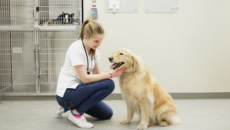 Tierarzt, der einen goldenen Apportierhund überprüft