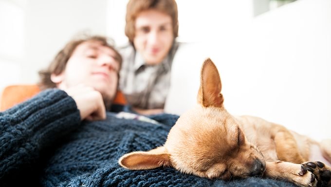 Chihuahuawelpe, der auf Menschenschoss schläft
