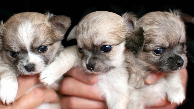 Hände halten drei Chihuahua Welpen 