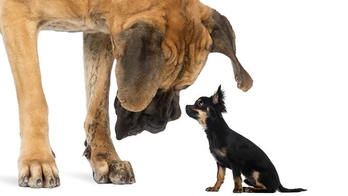 großer Hund, der unten kleinen Chihuahua betrachtet