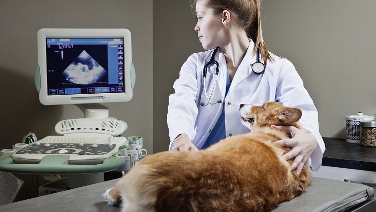 Tierarzt, der eine Ultraschallprüfung auf einem Corgi tut