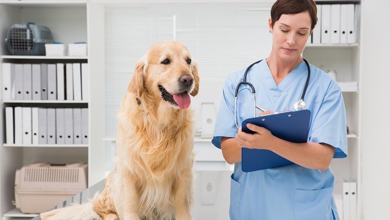 Tierarzt, der einen Hund überprüft und auf Klemmbrett in Ärztliches Dienst schreibt