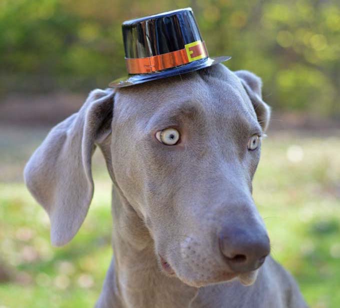 Auf diesem Bild ist mein Haustier Weimaraner draußen im Herbst und trägt einen Pilger-Erntedank-Hut. Dieses Bild ist ein Teil von meinem 