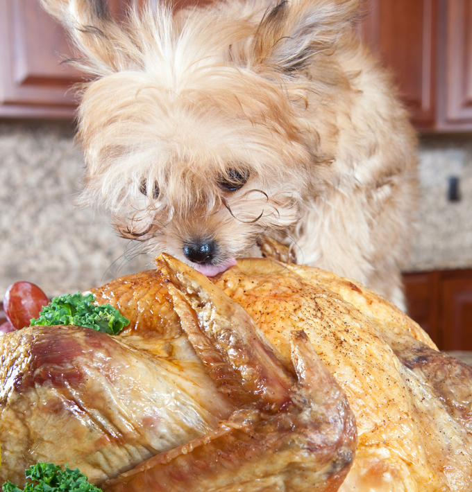 Der Truthahn ist größer als der Hund. Regel Nummer eins ... Lass den Feiertags-Truthahn nicht alleine auf der Küchentheke! 