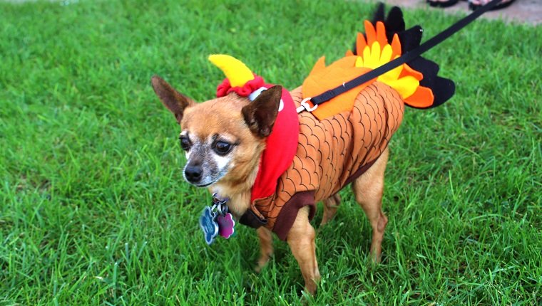 A Chihuahua dog dressed as a Thanksgiving turkey.