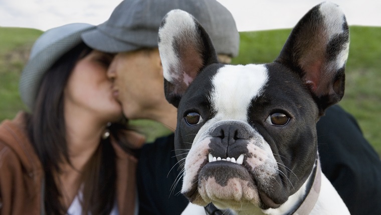 Multiethnische Paare, die hinter Hund küssen