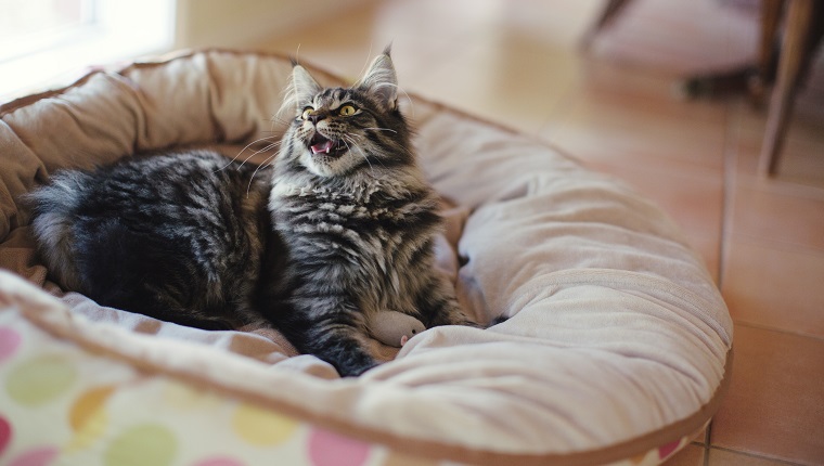 Entzückende junge Maine Coon-Katze, die auf ihrem gepolsterten Katzenbett mit ihrer Spielzeugmaus spielt.