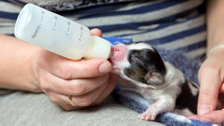 Können Hunde Milch trinken? Ist Milch sicher für Hunde? Haustiere Welt