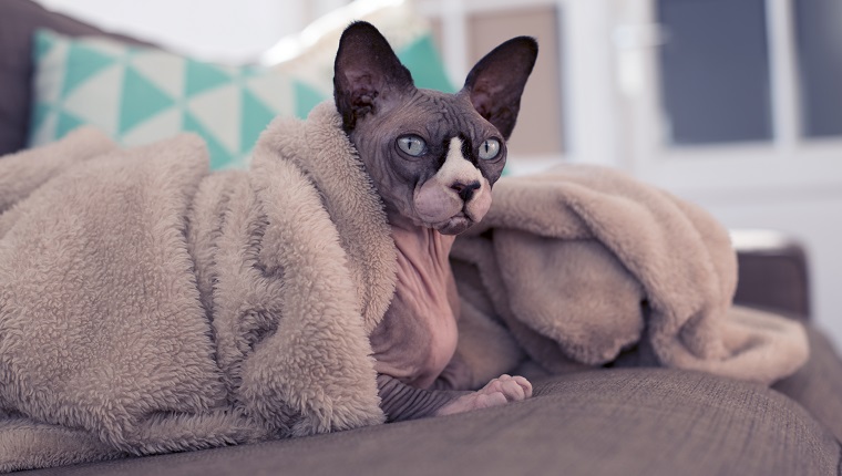 Sphynx-Katze faul auf der Couch unter einer Decke