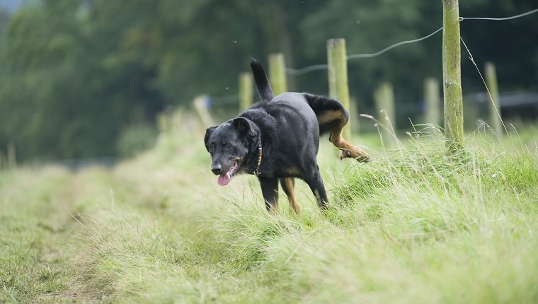 Anhebendes Bein des nicht reinrassigen Hundes, zum auf Gras zu urinieren