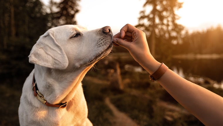 junger schöner Labrador-Apportierhundwelpe isst etwas Hundefutter aus Menschenhand draußen während des goldenen Sonnenuntergangs