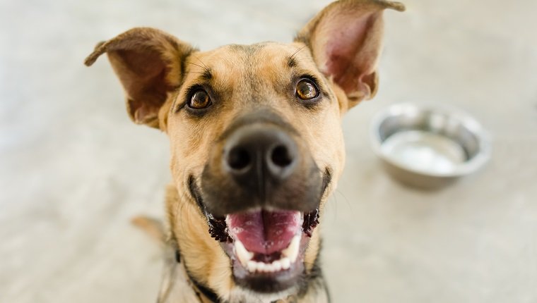 Hundenapf ist ein hungriger Schäferhund, der darauf wartet, dass jemand in seiner Schüssel frisst.