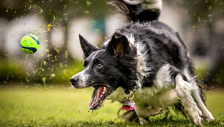 Ein Schwarzweiss-Border-Collie sprintet nach einem Ball im Gras.