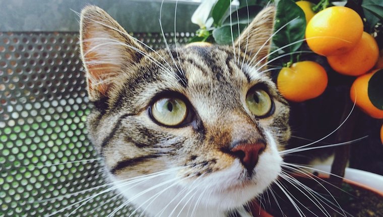 Katze und Orangen