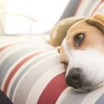 A beagle dog resting in the sofa, possibly suffering from amyloidosis