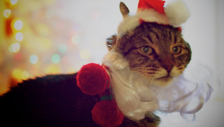 Nahaufnahme von Cat Dressed As Santa Claus