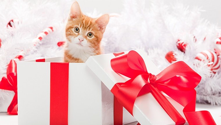 Kätzchen in der Weihnachtsgeschenkbox