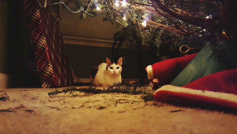 Oberflächenniveau-Ansicht von Cat Sitting By Christmas Presents At Home