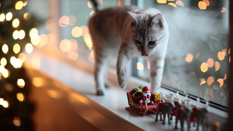 Weiße Katze auf der Fensterbank neben Weihnachtsbaum und Spielzeug Santa und Schlitten.