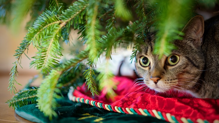 Katze, die sich heraus unter dem Weihnachtsbaum versteckt.
