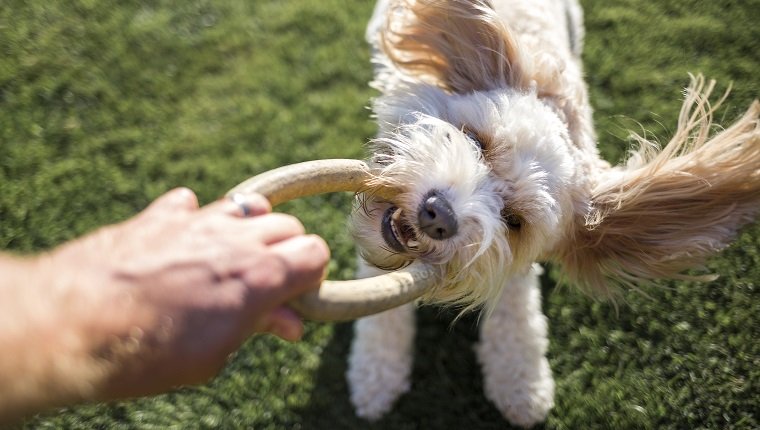 Erste Personenansicht eines Cavapoo-Hundes, der mit einem Gummiringspielzeug spielt