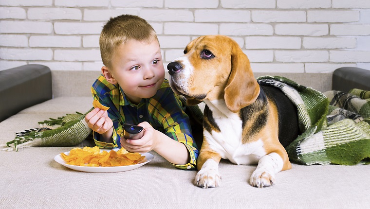 lustiger Junge und Hundespürhund, die Chips auf Sofa im Raum isst