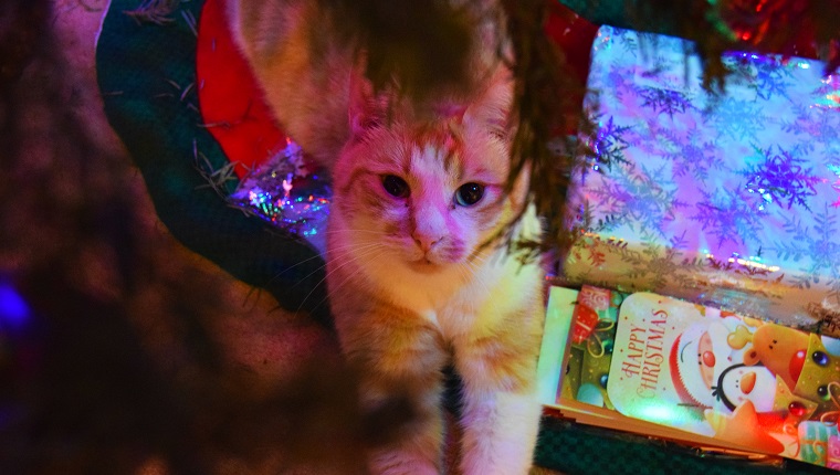 Porträt der Katze sitzend durch Weihnachtsgeschenk
