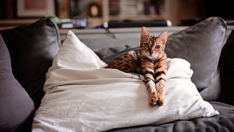 Brown striped Bengal cat/kitten with paws outstretched sitting on a cushion/pillow.