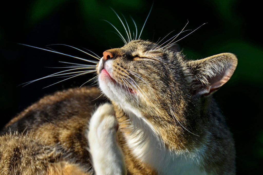 6 Häufigste Katzengesundheitsprobleme