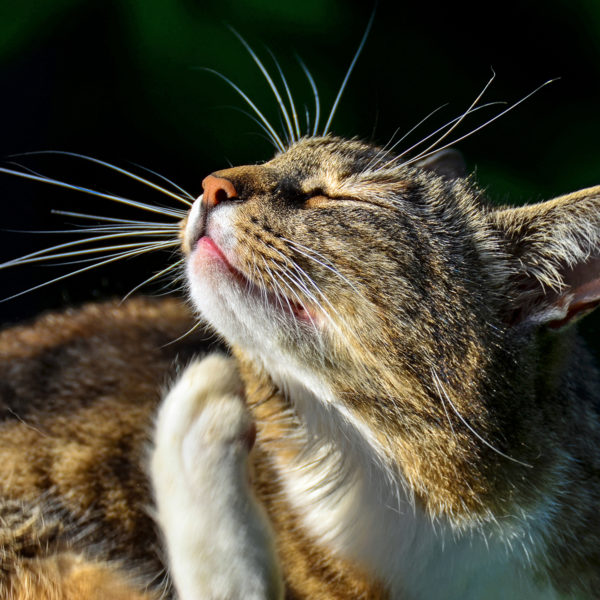 6 Häufigste Katzengesundheitsprobleme