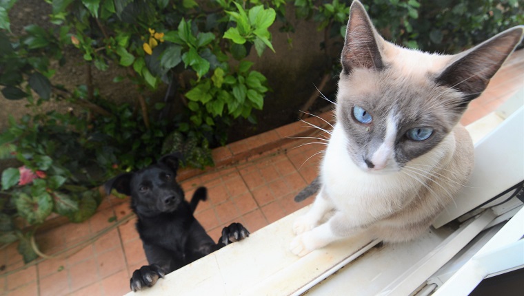 Eine siamesische Katze sitzt auf der Fensterbank und ein schwarzer Hund versucht, sie zu fangen.