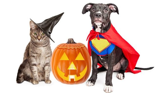 Hund und Katze in Halloween-Kostümen neben Jack o Laterne