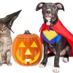 dog and cat in halloween costumes next to jack o lantern